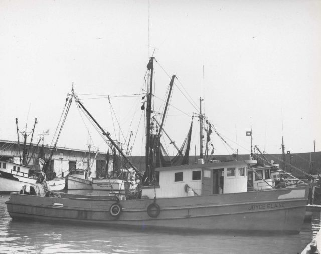Part of Galveston shrimp fleet showing the JOYCE ELAINE chartered for larval shrimp studies. Picture