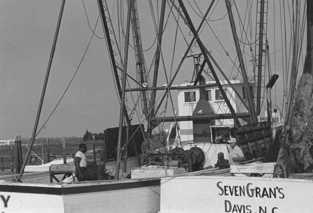 Unloading shrimp Picture