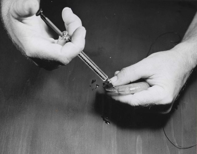 Recommended method for handling the individual shrimp for injection Picture