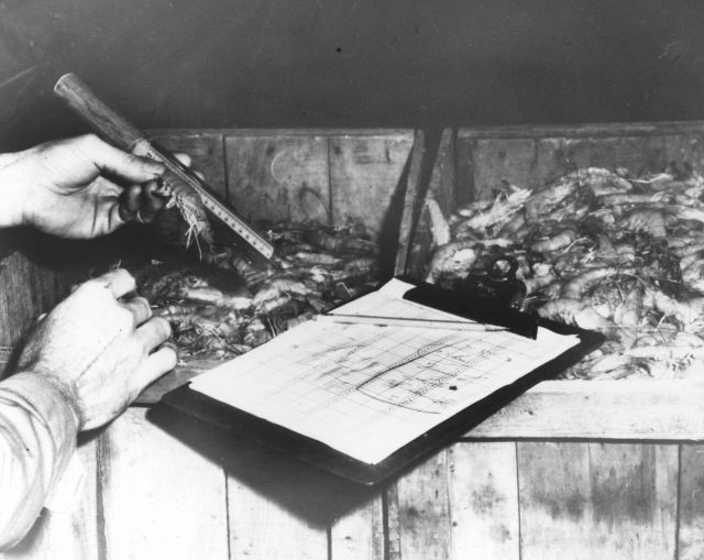 Measuring shrimp Picture
