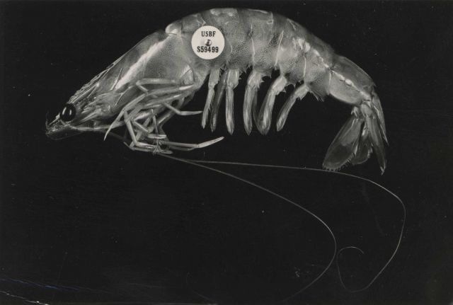 Tagged shrimp on post card. Picture