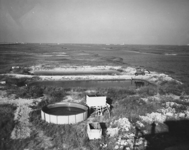 Experimental shrimp farming ponds and holding tank Picture