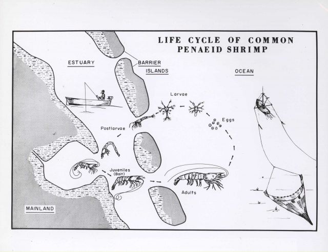 Typical life history of commercial Gulf of Mexico shrimp Picture