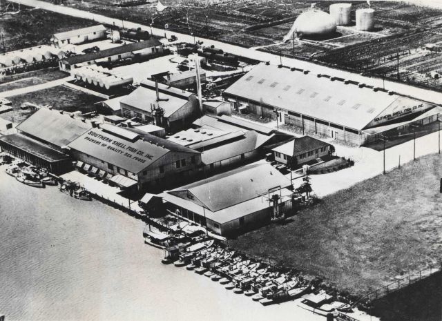 A modern shrimp cannery, that of the Southern Shell Fish Company. Picture