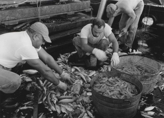 Culling a shrimp catch off the Surinam coast Picture