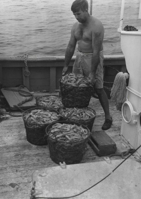 A 400-pound catch of Royal Red shrimp taken in a 40-foot trawl in approximately 200 fathoms. Picture