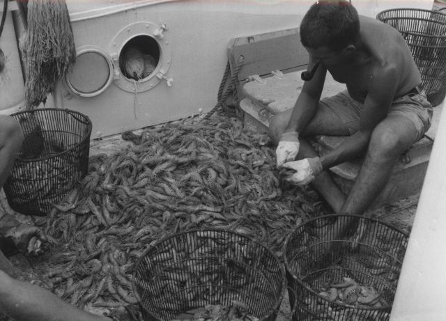 Catch of Royal Red shrimp taken in a 40-foot trawl in approximately 200 fathoms. Picture