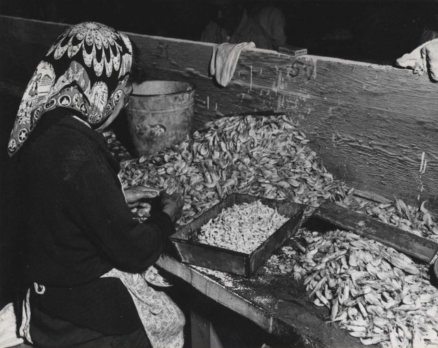 Native American woman picking shrimp in fish house at Petersburg Picture