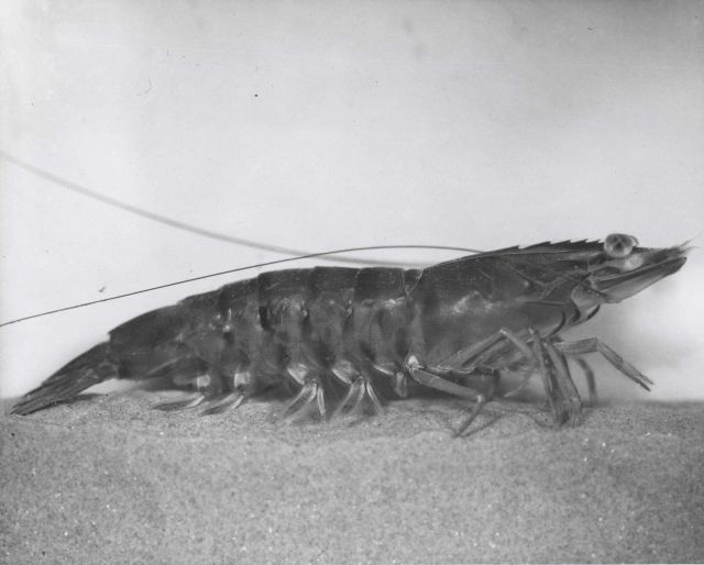 A jumbo shrimp Picture