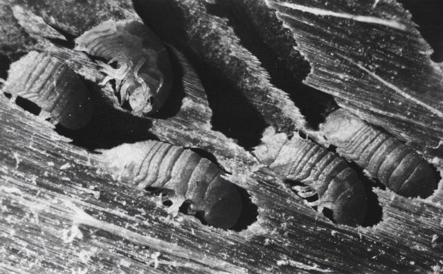 Wood boring isopod, Subclass Malacostraca, order Isopoda, Limnoria lignorum. Picture