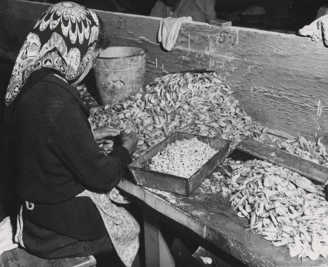 Native American woman picking shrimp in fish house at Petersburg Picture