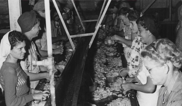 Women and one man picking shrimp at a commercial fish processing facility Picture