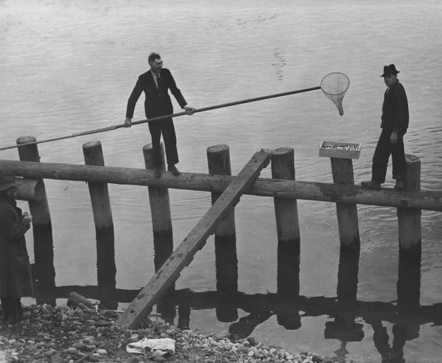Fishing for smelt along the Cowlitz River Picture