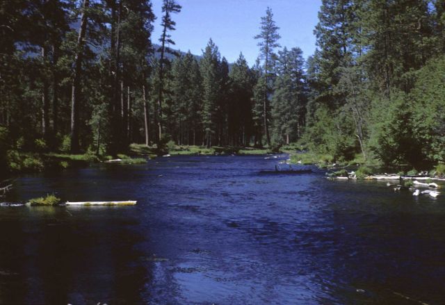 Metolius River, 1/2 mile downstream from its origin high in the eastern Cascades Picture