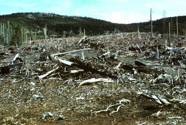 Clear-cut timber management along the Salmon Creek Picture