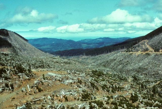 Clear-cut timber management in the Siletz River area Picture