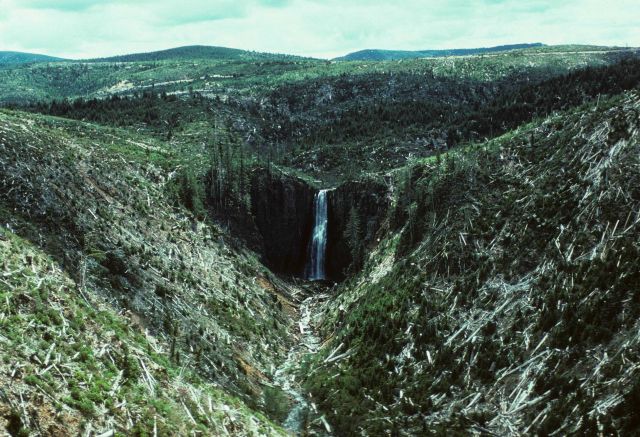Warnicke Creek Falls Picture