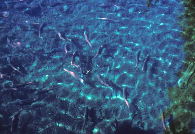 Kokanee spawning, the landlocked variety of sockeye salmon, spawning at Waldo Lake. Picture