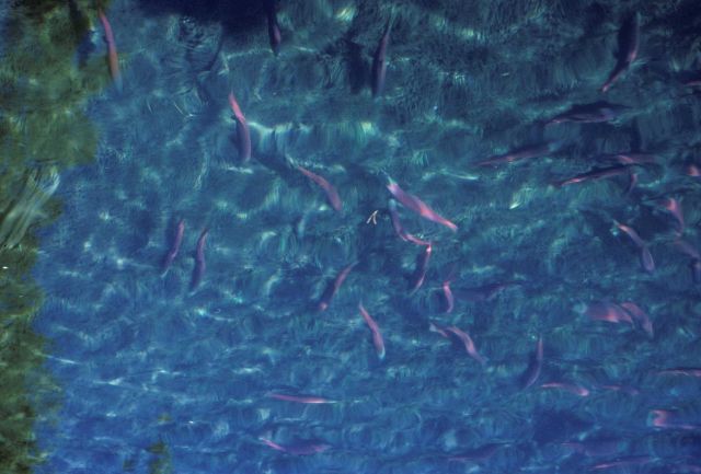 Kokanee spawning, the landlocked variety of sockeye salmon, spawning at Waldo Lake. Picture