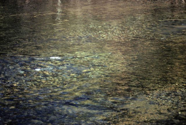 Fall chinook sspawning in the Molalla River Picture