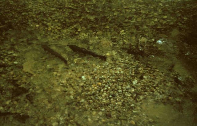 A pair of steelhead Picture