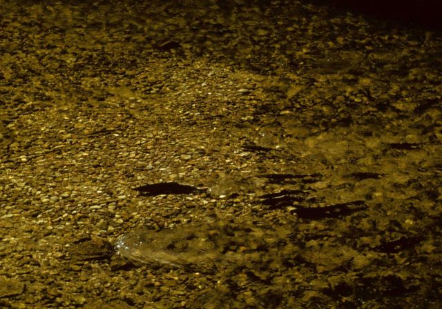 Chinook spawning in the South Fork of the Salmon River Picture