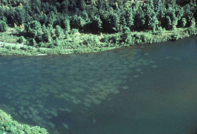 White areas on river bottom are redds, salmon spawning nests dug out by female Picture