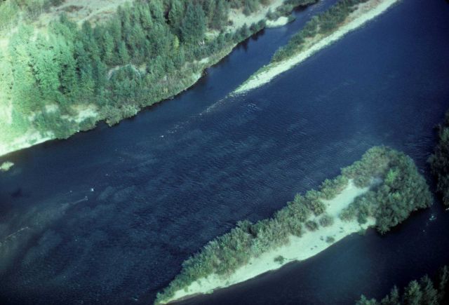 White areas on river bottom are redds, salmon spawning nests dug out by female Picture