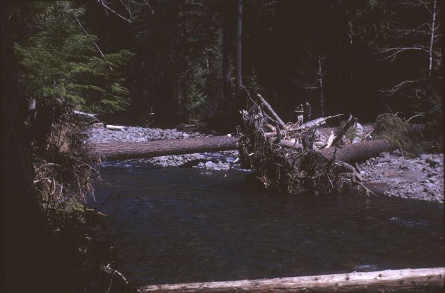 Debris in stream channel area Picture