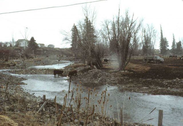 Cattle foul salmon streams Picture