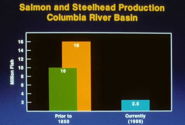 Graphic showing the decimation of the salmonid population between 1850 and 1986 in the Columbia River Basin. Picture