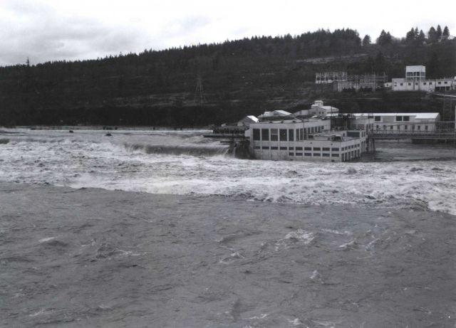 Flood flow along the Willamette River Picture