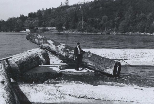 Delbert Hanks inspecting large log that was deposited in fish ladder area. Picture