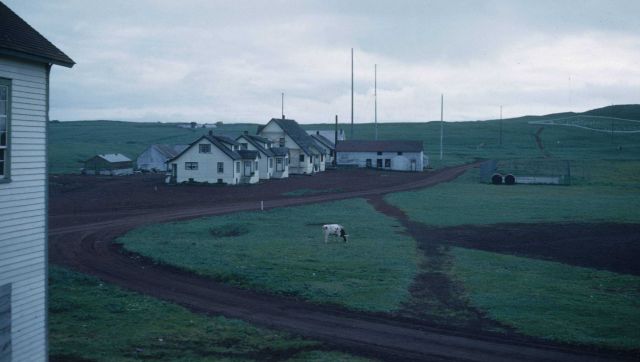 A lone cow grazes on the grass of St Picture