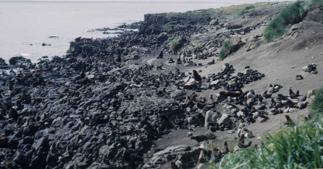 A rookery on St Picture