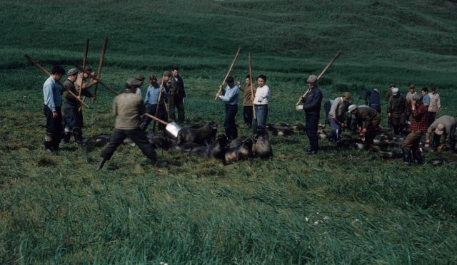 Finishing the killing of the fur seals. Picture
