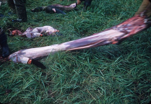 Pulling the skin off a fur seal. Picture