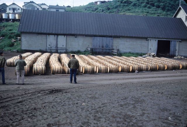 Barrels full of seal skins ready for shipment. Picture