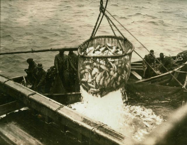 Fish catch on a trawler Picture