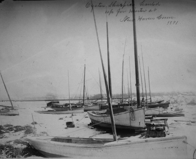 Oyster sharpies hauled up for winter at New Haven, CT 1891. Picture