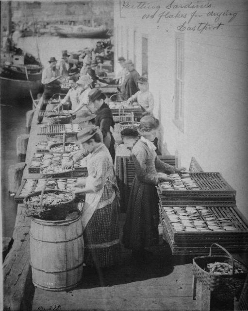 Putting sardines on flakes for drying, Eastport, ME. Picture