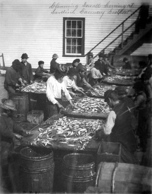 Cleaning small herring at sardine cannery, Eastport, ME. Picture