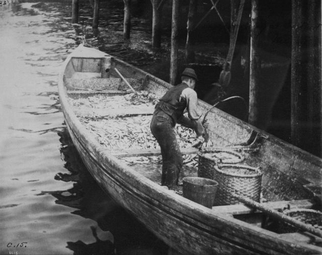 Landing sardines, Eastport, ME. Picture
