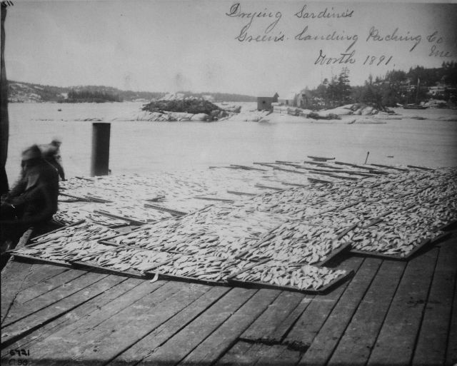 Drying sardines Green's Landing Packing Co., ME, Worth, 1891. Picture