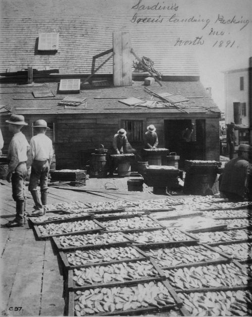 Drying sardines Green's Landing Packing Co., ME, Worth, 1891. Picture
