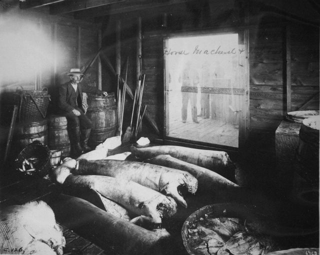 Fish house, horse mackerel and halibut, Southwest Harbor, ME, Worth, 1891. Picture