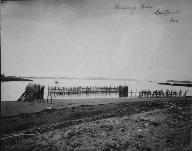 Herring weir, Eastport, ME. Picture