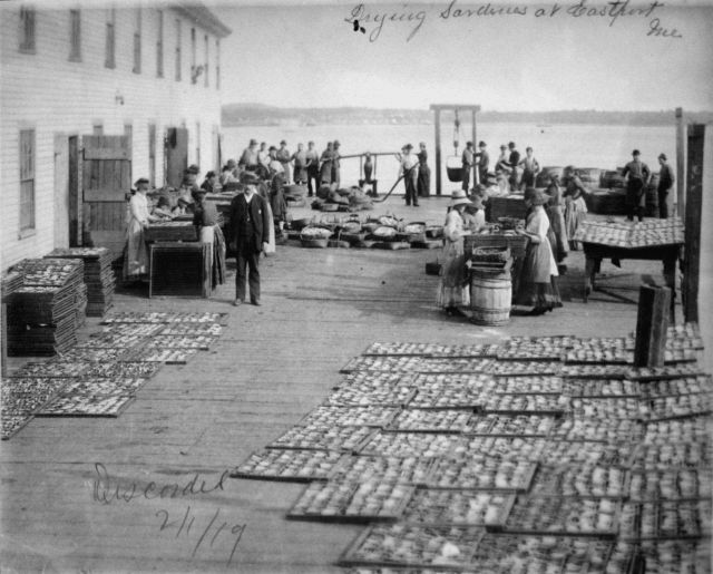 Drying sardines at Eastport, ME. Picture