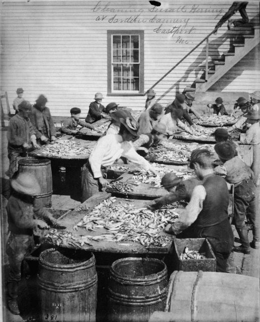Cleaning small herring at sardine cannery, Eastport, ME. Picture