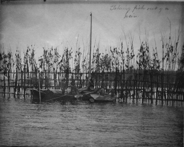 Taking fish out of a weir. Picture